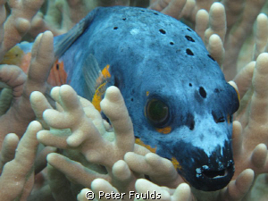 Dogface Pufferfish. Canon G 12 by Peter Foulds 